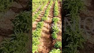 சந்தை வாய்புள்ள மருந்து கூர்க்கன் சாகுபடி #uniqueherb #naturalagriculture