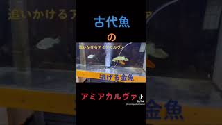 餌を追いかけるアミアカルヴァ⁉️そして、逃げる金魚、、、💨