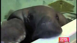 Snooty, oldest known manatee, turns 63