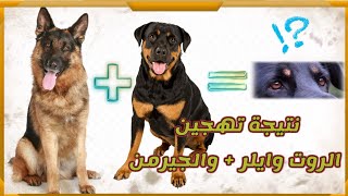 نتيجة تزاوج وتهجين بين كلب الراعي الألماني و كلب الروت وايلر || Rottweiler + German Shepherd