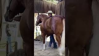 Gotta Gold Chain - Caballo imponente y majestuoso  #caballos #cuartodemilla #donkey #horse #shorts