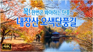 죽기전에 꼭 한번 봐야하는 단풍 절경! / 내장산 단풍 / 내장산 오색단풍길 / 가을에 가볼만한 곳