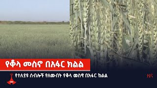 የተለያዩ ሰብሎች የለሙበት የቆላ መስኖ በአፋር ክልል Etv | Ethiopia | News