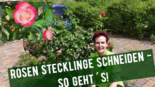 Rosen Stecklinge schneiden - so geht´s!