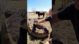 Farmer Shocked by Enormous Snake in the Field! 🐍🚜 #SnakeAlert