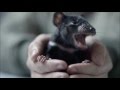 Tasmanian devils need YOUR help