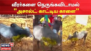 Avaniyapuram Jallikattu 2023 | வீரர்களை நெருங்கவிடாமல் அசால்ட் காட்டிய காளை | Pongal Celebration