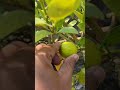 আমাদের ছাদ বাগানের পাতিলেবু গাছ 😊 picking fresh lime 👌🏻 shorts lemon rooftopgarden lemonplant