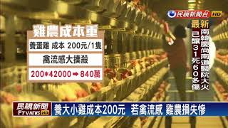 全台首張禽流感保單  能賠償雞農20%－民視新聞