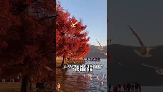 您知道2024新年雲南之旅嗎？五天四晚旅遊攻略收好了，帶你玩轉麗江和大理 #雲南旅遊推薦官 #旅遊景點推薦 #麗江古城 #旅行推薦官 #景點打卡 #旅行大玩家 #大美中國 #旅行 #旅遊景點推薦