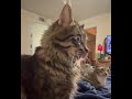 most handsome face shorts cats catvideos shortvideo handsome