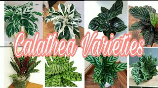 TRENDING PLANTS || 24 Different Kinds of Calathea / Prayer Plant || Calathea/ Prayer Plant Varieties