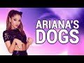 All of Ariana Grande's Dogs!