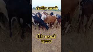 मेंढपाळ जीवन #मेंढीपालन #बाळूमामाच्यानावानंचांगभलं