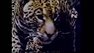 Jungle Cat Documentary