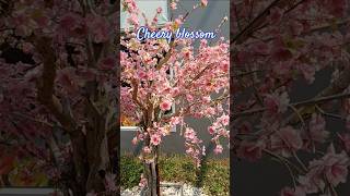 Cherry blossom|| beautiful plant #nature beauty#plant goal