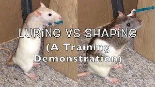 2 Training Methods: Shaping vs Luring (Pushing A Lever)