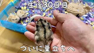 子供ハムスターが親離れしました