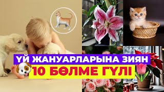 ҚАУІПТІ - УЛЫ 10 бөлме ГҮЛІ #гүл #жануар