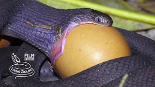 Egg-eater swallowing huge egg, egg-eating snake feeding (Dasypeltis), snake eating behavior