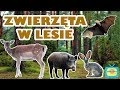 Leśne zwierzęta - Nauka zwierząt dla dzieci po polsku - Odgłosy zwierząt