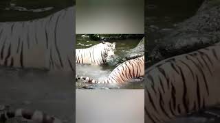 Top aggressive tiger #shorts #king #animals  #wildlife #jungle#natgeo #movie  #4k #crazy #force