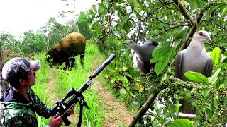 FULL 1HARI😱😱BERBURU BABI HUTAN DAN BURUNG PERGAM DI MUSIM BUAH MEDANG