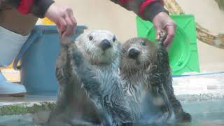 鳥羽水族館 ラッコ キラちゃんメイちゃんぐるぐる〜からのはいポーズ!!