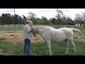 How to Help Your Horse Settle in to a New Home- Calming an Anxious Horse.