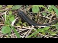 creek fishing in taiwan 宜蘭冬山河找花妹卻意外發現逃逸巨大鱘龍魚