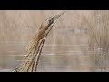 bittern birds in the winter reed beds