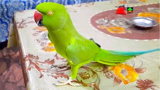 Gorgeous Female Ringneck Talking Parrot