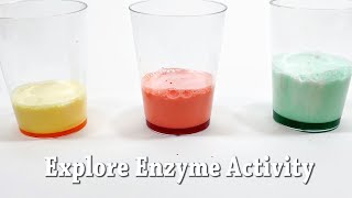 Explore Enzymes | STEM Activity