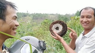 小伙实拍取马蜂窝现场，窝巢被取的马蜂满飞，这收获让人合不拢嘴