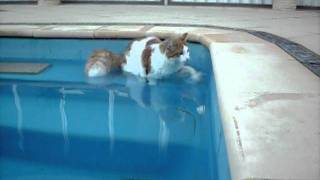 Turkish Van cat loves water