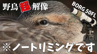 [ 超望遠 ] 久々のBORG 50FL (換算 2100mm) で野鳥をドアップ！～ 解像しないときにチェックすべきこと \u0026 望遠鏡のピント調整問題 ～