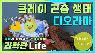 [과학관 Life] 어디까지 해봤니? 곤충 생태 디오라마