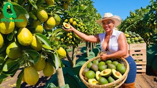 How Billions of Tons of Avocados Are Harvested \u0026 Processed 🥑