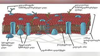 პლაზმური მემბრანის თვისებები და ექსპერიმენტი