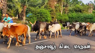 தஞ்சாவூர் கிடை மாடுகள் || உம்பளச்சேரி இனம் Thanjavur Umbalacherry cows தஞ்சையின் அடையாளம்