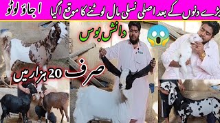 Danish Boss goat farm visit latest update| 19-Feb-2025| gulabi abluk teddy cheap price ❤️🔥😱,