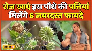 Atibala Benefits: Liver से लेकर Blood Sugar को कम करने तक, इस खास पौधे के हैं अनेक फायदे | #local18