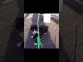 おもちゃで遊ぶハチワレ仔猫　 shorts 　 猫 　 cat