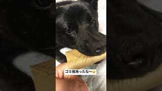 申し訳なさそうな顔で全然やめない【甲斐犬】楓#shorts