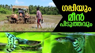 ഗപ്പിയും മീൻപിടുത്തവും Catching Fish and Pandora Blue Mosaic Guppy | My Farming EP175