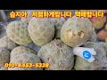 습지아 저렴하게 판매합니다 주문주세요01084535338