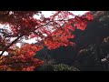 「11月の京都見てある記」 ④ 善峯寺・見頃の紅葉（11月15日）