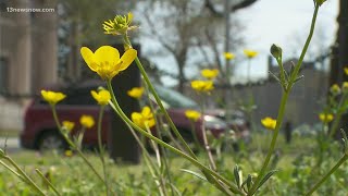 Pollen levels may affect the likelihood of contracting COVID-19