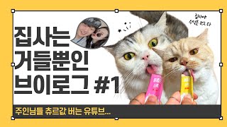 VLOG 똥꼬발랄 라떼,마요 일상 브이로그