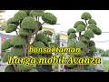 cara memotong daun bonsai serut ukuran  jumbo